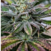 Sweet Dragon just a handfull of seeds cannabis seeds fem photo