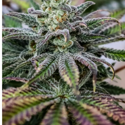 Sweet Dragon just a handfull of seeds cannabis seeds fem photo