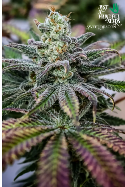 Sweet Dragon just a handfull of seeds cannabis seeds fem photo