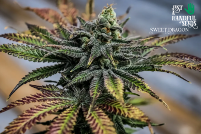 Sweet Dragon just a handfull of seeds cannabis seeds fem photo