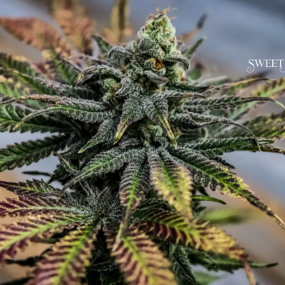 Sweet Dragon just a handfull of seeds cannabis seeds fem photo