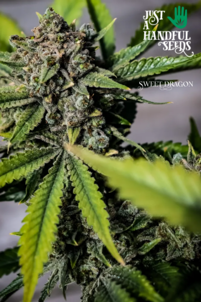 Sweet Dragon just a handfull of seeds cannabis seeds fem photo