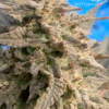 Sweet Dragon just a handfull of seeds cannabis seeds fem photo