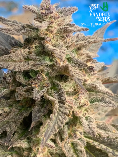 Sweet Dragon just a handfull of seeds cannabis seeds fem photo