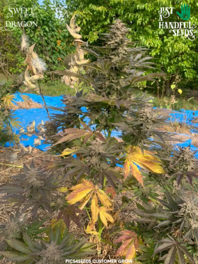 Sweet Dragon just a handfull of seeds cannabis seeds fem photo