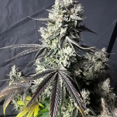 dream beans grapefruit gas bomb autoflowering female cannabis plant