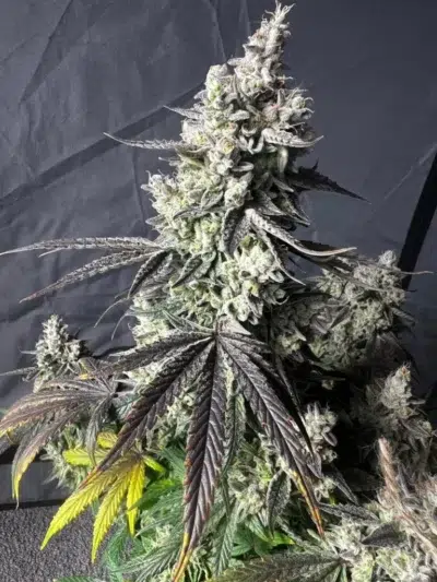 dream beans grapefruit gas bomb autoflowering female cannabis plant