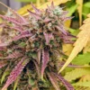 grizzly-crinkle-mephisto-genetics-autoflower-seeds-autoflowers (1)