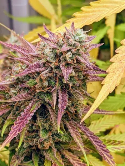 grizzly-crinkle-mephisto-genetics-autoflower-seeds-autoflowers (1)