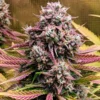 grizzly-crinkle-mephisto-genetics-autoflower-seeds-autoflowers (1)