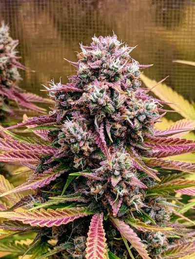 grizzly-crinkle-mephisto-genetics-autoflower-seeds-autoflowers (1)