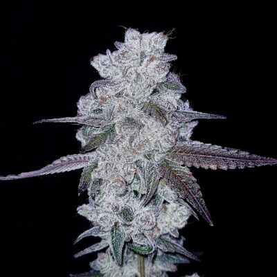 GOAT Glue GOAT Genetics 1