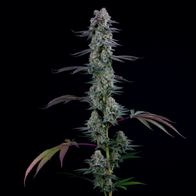 GOAT Glue GOAT Genetics 2