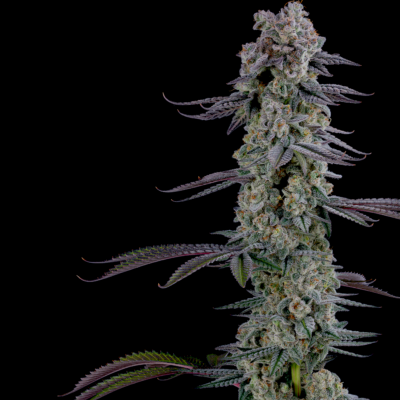 GOAT Glue GOAT Genetics 4