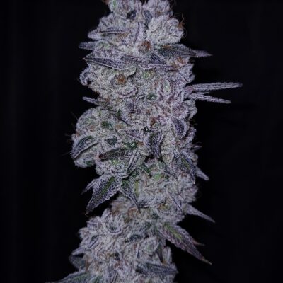 GOAT Glue GOAT Genetics 6