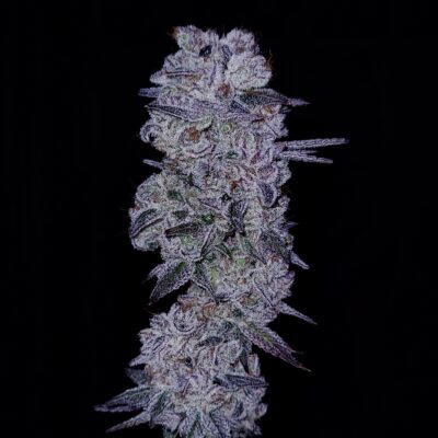 GOAT Glue GOAT Genetics 7