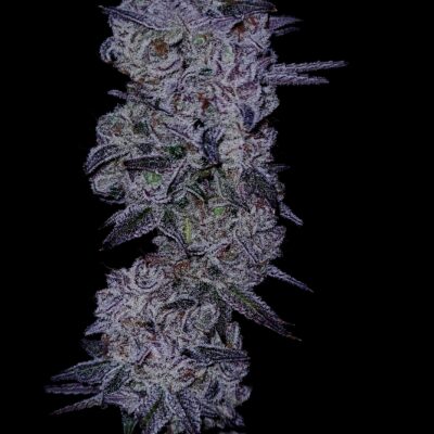 GOAT Glue GOAT Genetics 8