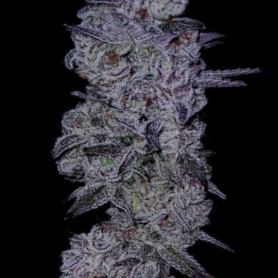 GOAT Glue GOAT Genetics 9