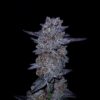 GOAT Punch GOAT Genetics2 cannabis image