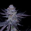 GOAT Punch GOAT Genetics3 cannabis image