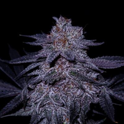 Chocolate Covered Cherries GOAT Genetics5