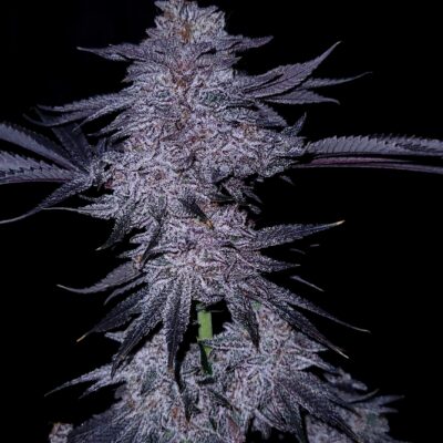 Chocolate Covered Cherries GOAT Genetics6