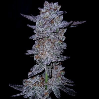 GOAT Punch GOAT Genetics4 cannabis image