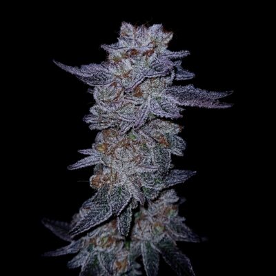 GOAT Punch GOAT Genetics5 cannabis image