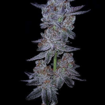 GOAT Punch GOAT Genetics6 cannabis image