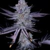 GOAT Punch GOAT Genetics7 cannabis image