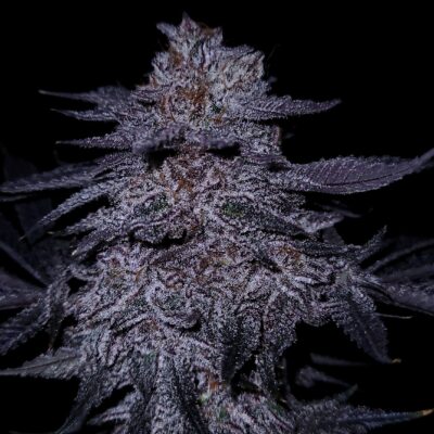 Chocolate Covered Cherries GOAT Genetics7