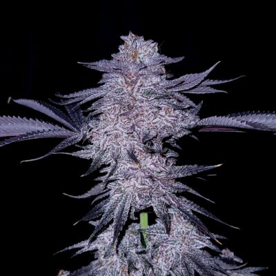 Chocolate Covered Cherries GOAT Genetics8