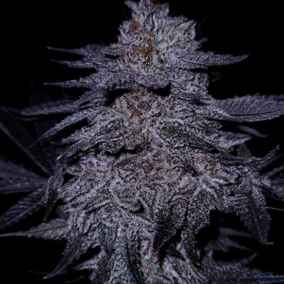 Chocolate Covered Cherries GOAT Genetics2