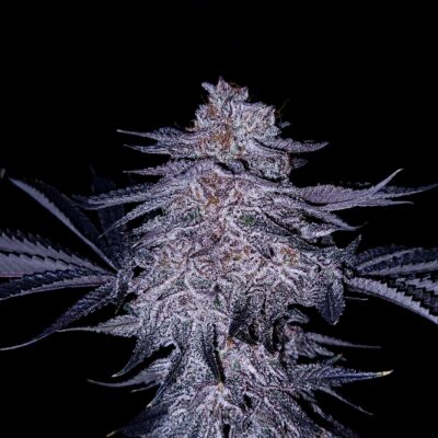 Chocolate Covered Cherries GOAT Genetics3