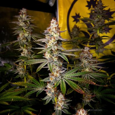 GOAT Punch GOAT Genetics8 cannabis image