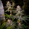 GOAT Punch GOAT Genetics9 cannabis image