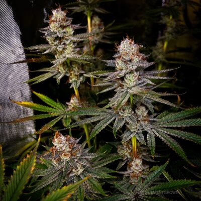 GOAT Punch GOAT Genetics9 cannabis image