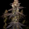 GOAT Punch GOAT Genetics10 cannabis image