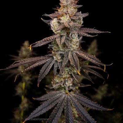 GOAT Punch GOAT Genetics10 cannabis image