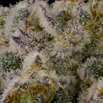 GOAT Glue GOAT Genetics 11