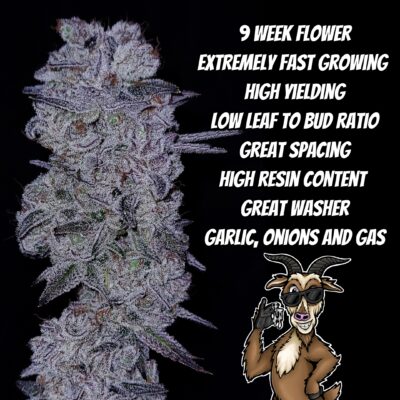 GOAT Glue GOAT Genetics 13