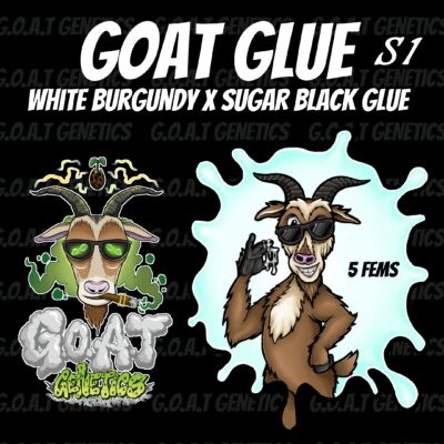 GOAT Glue GOAT Genetics 14