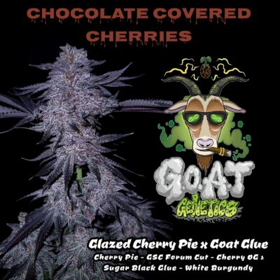 Chocolate Covered Cherries GOAT Genetics1