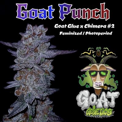 GOAT Punch GOAT Genetics promo image