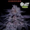 Chocolate Covered Cherries GOAT Genetics image