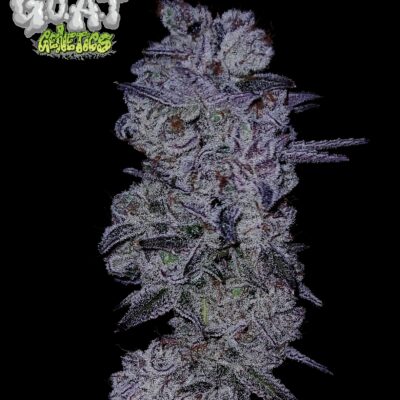 GOAT Glue GOAT Genetics 16