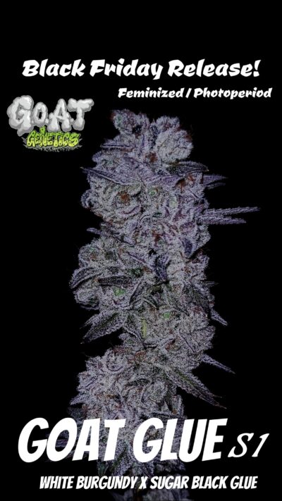 GOAT Glue GOAT Genetics 16