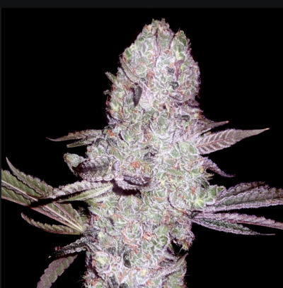 RUNTZ BOMBZ | ELEV8 SEEDS |PHOTOPERIOD CANNABIS SEEDS