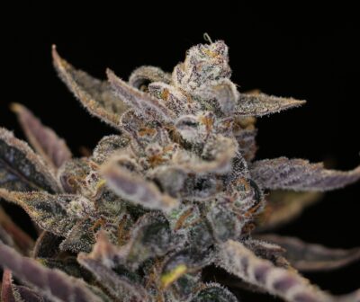 DISAPEARING ACT V2 | NIGHT OWL SEEDS | AUTOFLOWER CANNABIS SEEDS FEMALE 3 PACK