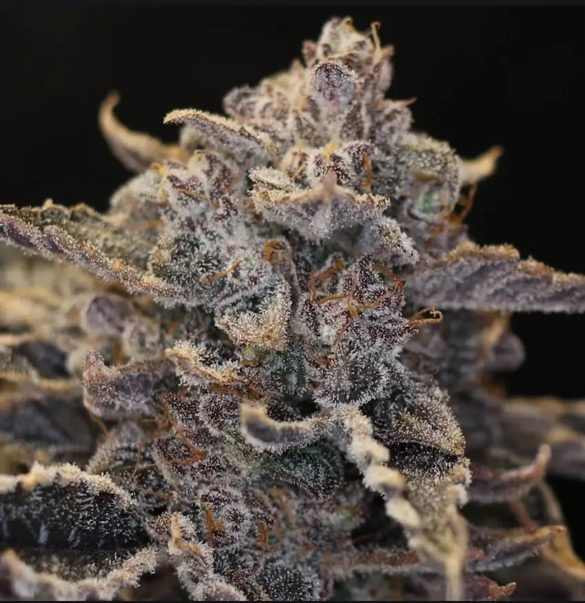 Pocket Sand cannabis seed image